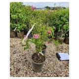 Lot of (2) Lilac - Tinkerbelle #5 Pot