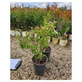 Lot of (2) Lilac - Tinkerbelle #5 Pot