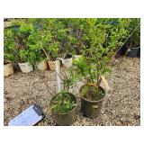 Lot of (2) Lilac - Chinese Saugeana #5 Pot