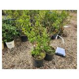 Lot of (2) Lilac - Chinese Saugeana #5 Pot