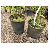 Lot of (2) Lilac - Chinese Saugeana #5 Pot