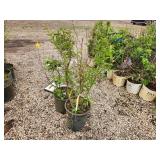 Lot of (2) Lilac - Chinese Saugeana #5 Pot