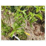 Lot of (2) Lilac - Chinese Saugeana #5 Pot