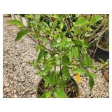 Lot of (2) Lilac - Chinese Saugeana #5 Pot