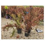 Lot of (3) Ninebark - Spicy Devil - First Edition #3 Pot