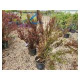 Lot of (3) Ninebark - Spicy Devil - First Edition #3 Pot