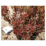 Lot of (3) Ninebark - Spicy Devil - First Edition #3 Pot