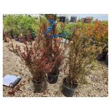 Lot of (3) Ninebark - Spicy Devil - First Edition #3 Pot