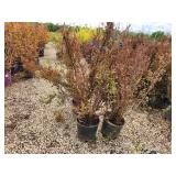 Lot of (3) Ninebark - Spicy Devil - First Edition #3 Pot