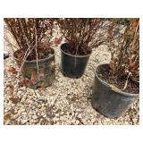 Lot of (3) Ninebark - Spicy Devil - First Edition #3 Pot