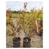 Lot of (2) Ninebark - Amber Jubilee - First Edition #5 Pot