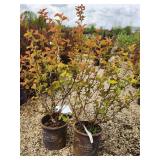 Lot of (2) Ninebark - Amber Jubilee - First Edition #5 Pot