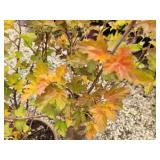 Lot of (2) Ninebark - Amber Jubilee - First Edition #5 Pot