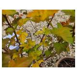 Lot of (2) Ninebark - Amber Jubilee - First Edition #5 Pot