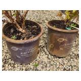 Lot of (2) Ninebark - Amber Jubilee - First Edition #5 Pot