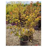 Lot of (2) Ninebark - Amber Jubilee - First Edition #5 Pot