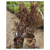Lot of (2) Ninebark - Summer Wine - Proven Winners #5 Pot