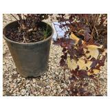Lot of (2) Ninebark - Summer Wine - Proven Winners #5 Pot