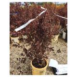 Lot of (2) Ninebark - Summer Wine - Proven Winners #5 Pot