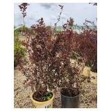 Lot of (2) Ninebark - Summer Wine - Proven Winners #5 Pot