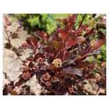 Lot of (2) Ninebark - Summer Wine - Proven Winners #5 Pot