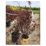 Lot of (2) Ninebark - Summer Wine - Proven Winners #5 Pot
