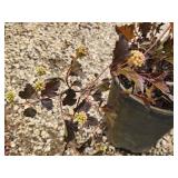 Lot of (2) Ninebark - Summer Wine - Proven Winners #5 Pot