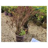 Lot of (2) Ninebark - Little Devil - First Edition #5 Pot