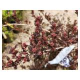 Lot of (2) Ninebark - Little Devil - First Edition #5 Pot