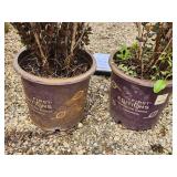 Lot of (2) Ninebark - Little Devil - First Edition #5 Pot