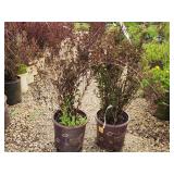 Lot of (2) Ninebark - Little Devil - First Edition #5 Pot