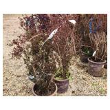 Lot of (2) Ninebark - Little Devil - First Edition #5 Pot