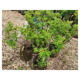 Lot of (2) Ninebark - Little Devil - First Edition #5 Pot