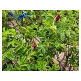 Lot of (2) Ninebark - Little Devil - First Edition #5 Pot