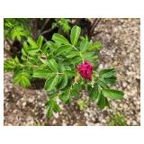 Lot of (5) Rose - Purple Pavement - Mauve #2 Grow Bag