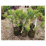 Lot of (5) Rose - Purple Pavement - Mauve #2 Grow Bag