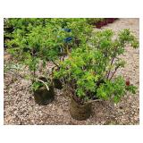 Lot of (5) Rose - Purple Pavement - Mauve #2 Grow Bag