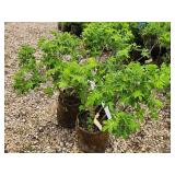 Lot of (3) Rose - Snow Pavement - White #2 Pot