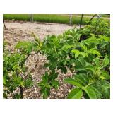 Lot of (3) Rose - Snow Pavement - White #2 Pot