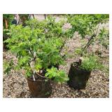 Lot of (3) Rose - Snow Pavement - White #2 Pot