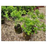 Lot of (3) Rose - Snow Pavement - White #2 Pot