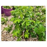 Lot of (3) Rose - Snow Pavement - White #2 Pot