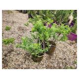 Lot of (3) Rose - Snow Pavement - White #2 Pot