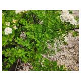 Lot of (5) Spirea Nip Snowmound - White #2 Grow Bag