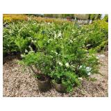 Lot of (5) Spirea Nip Snowmound - White #2 Grow Bag