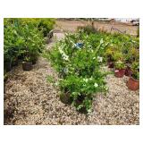 Lot of (5) Spirea Nip Snowmound - White #2 Grow Bag