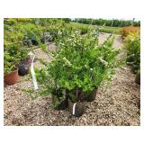Lot of (5) Spirea Nip Snowmound - White #2 Grow Bag