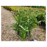 Lot of (5) Spirea Nip Snowmound - White #2 Grow Bag