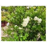 Lot of (5) Spirea Nip Snowmound - White #2 Grow Bag