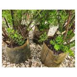 Lot of (5) Spirea Nip Snowmound - White #2 Grow Bag